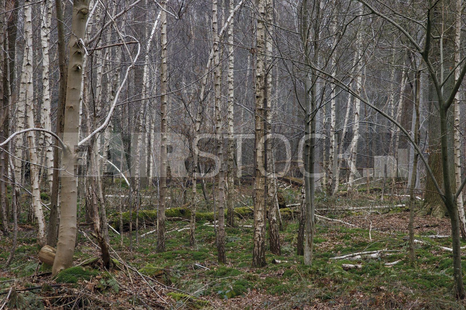 Boslandschap met berken en bemoste grond