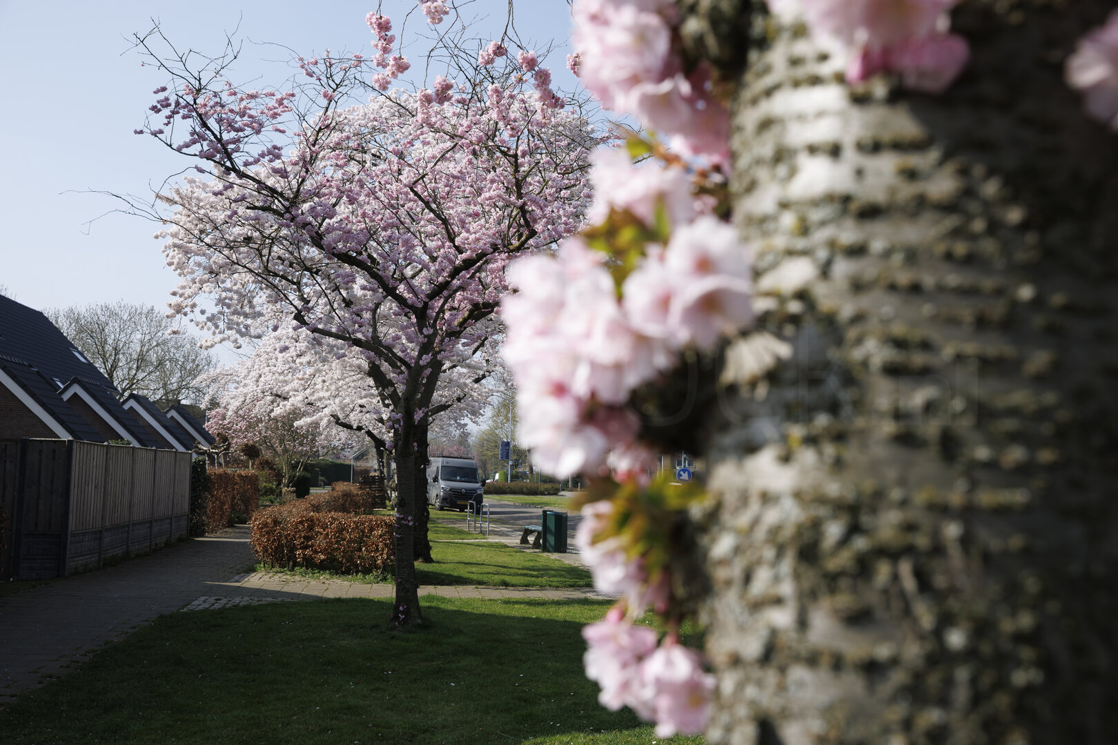 Bloeiende kersenbomen in Zevenbergen, Noord-Brabant