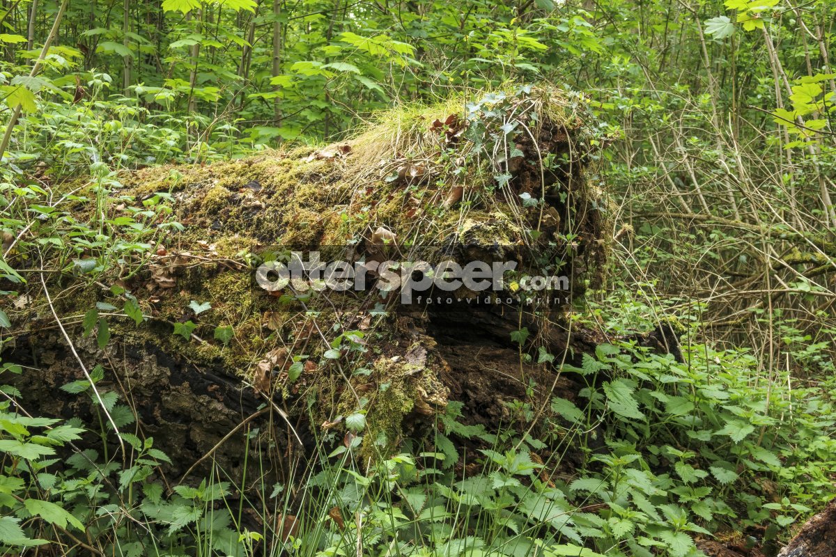 Moss-covered log nestled among green foliage in a lush forest du