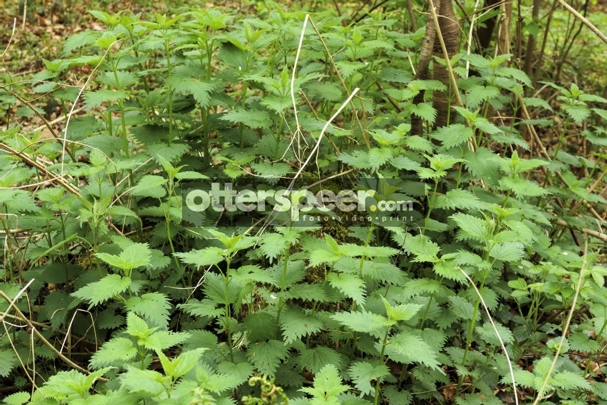 Dense patch of green nettles thriving in a shaded forest area du