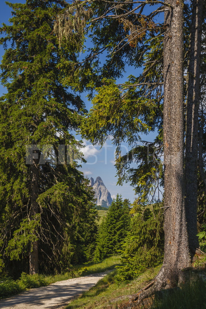 Verken het betoverende bospad naar de dramatische piek