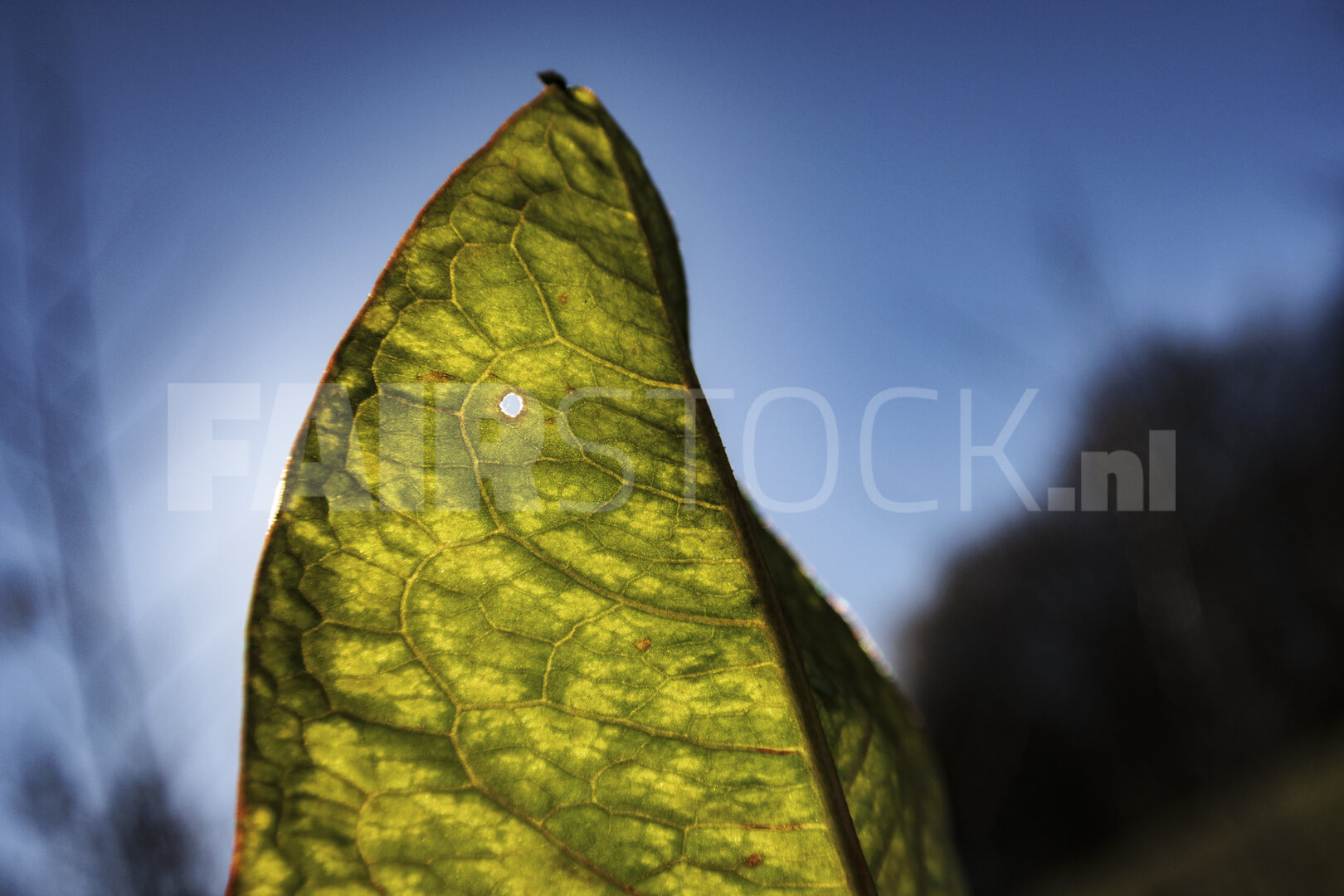 Close-up view of a green leaf showing intricate patterns and a s
