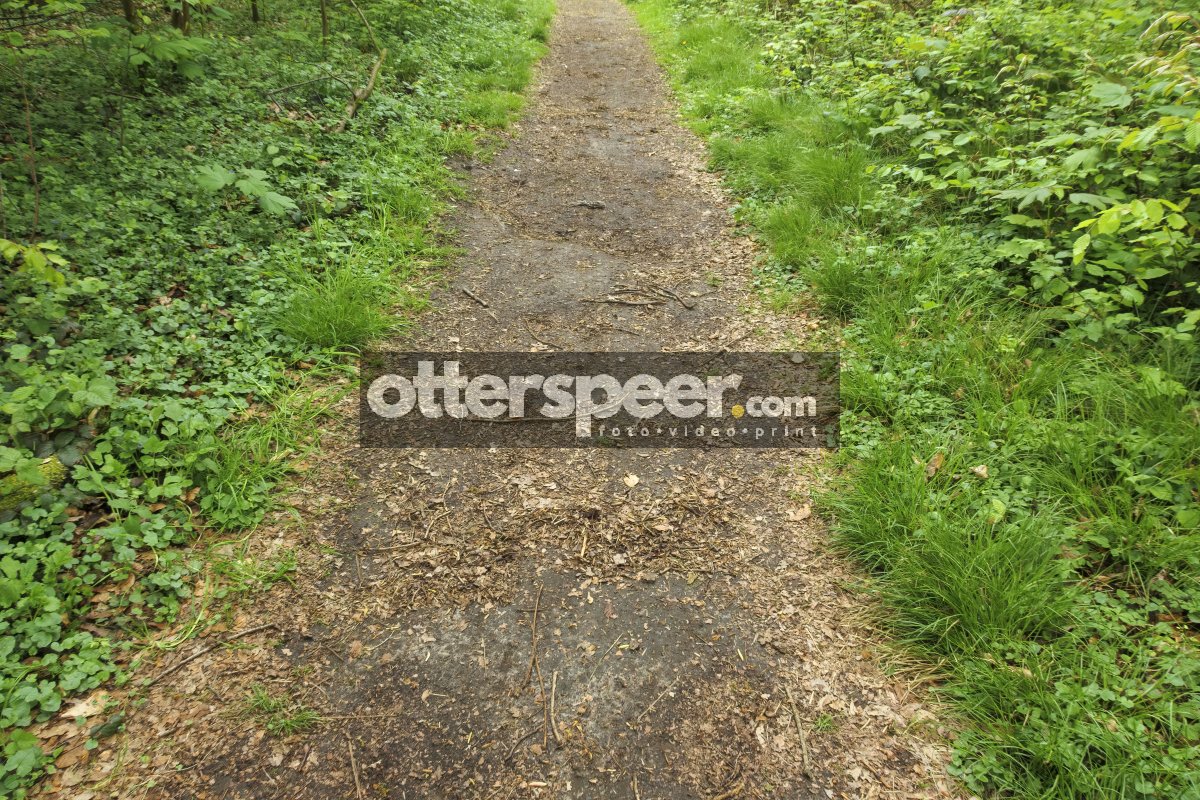 Walking trail surrounded by lush greenery in a peaceful forest s