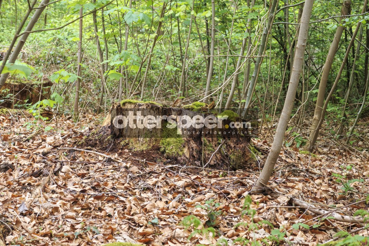 Moss-covered tree stump surrounded by lush greenery in a tranqui