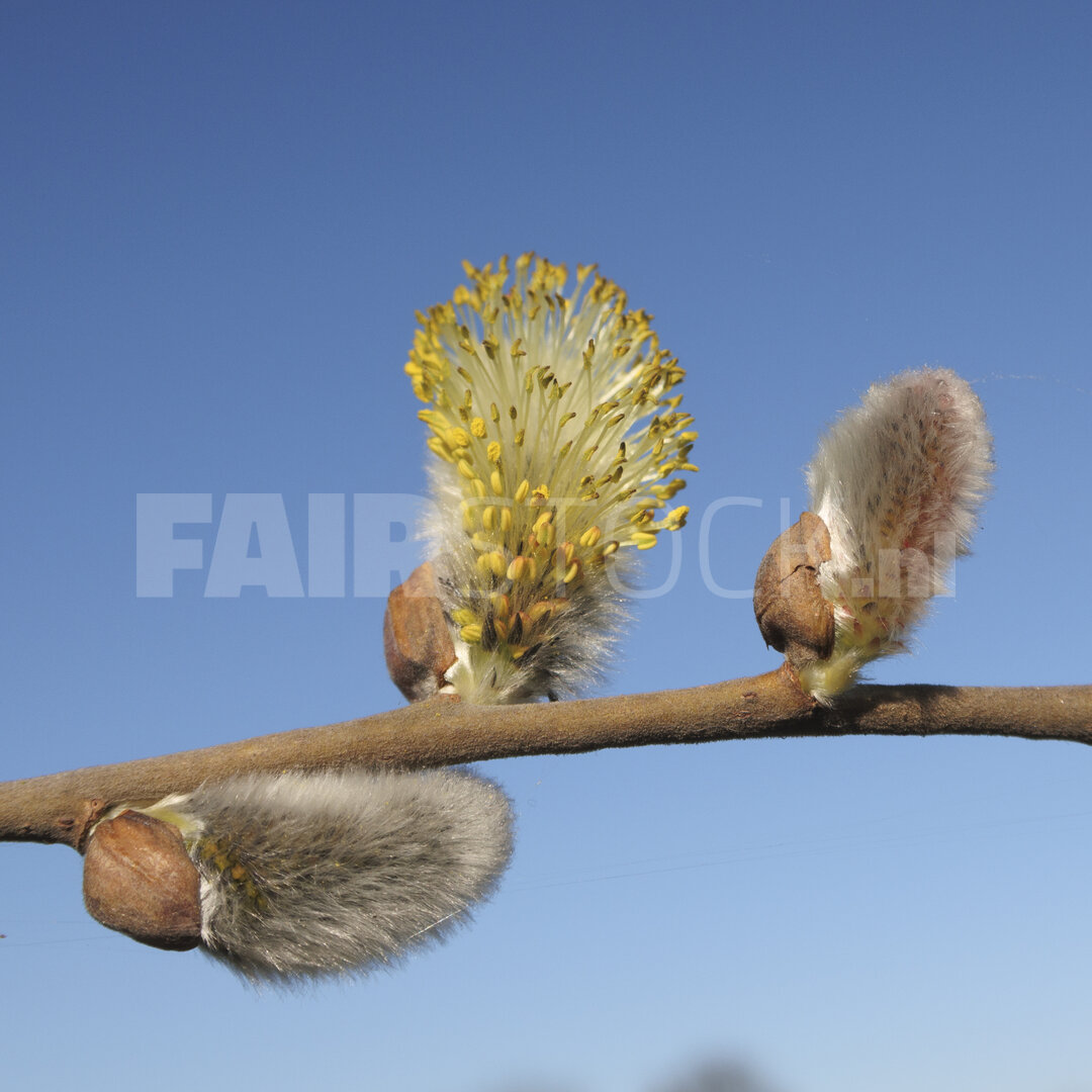 Willow catkins bloom in spring against a clear blue sky showcasi