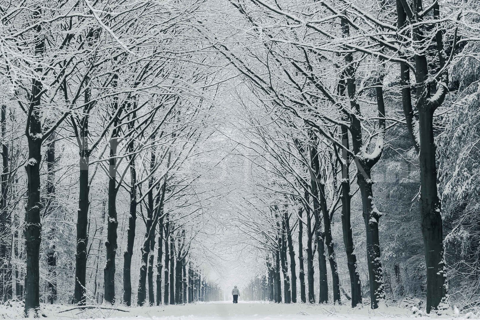 Winterse rust in het Liesbos