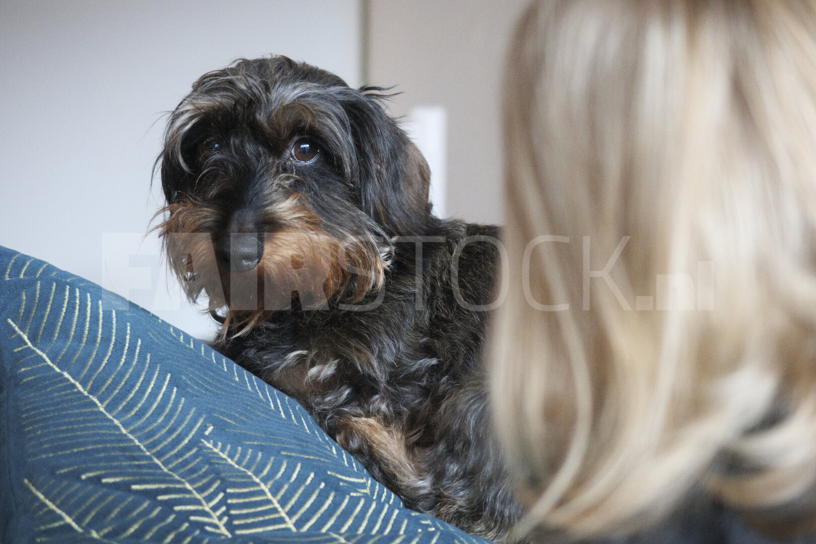 Dog sits on couch while person looks on in a cozy setting