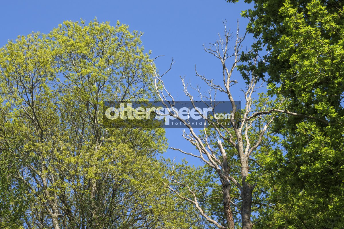 Vibrant green trees contrast with barren branches against a clea
