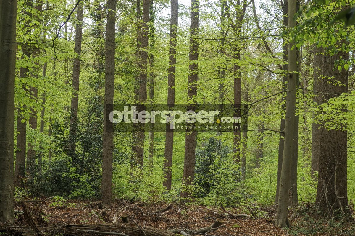 Lush green forest with tall trees during springtime in a serene