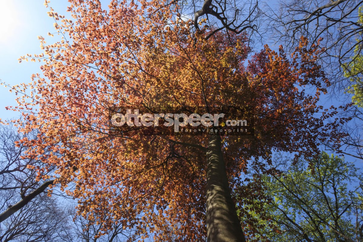 Vibrant autumn foliage glows under the clear blue sky in a seren