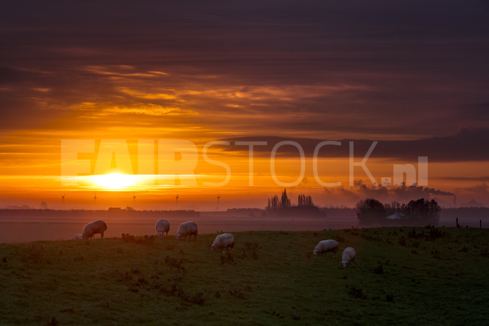 Zonsondergang over het platteland met graasschapen