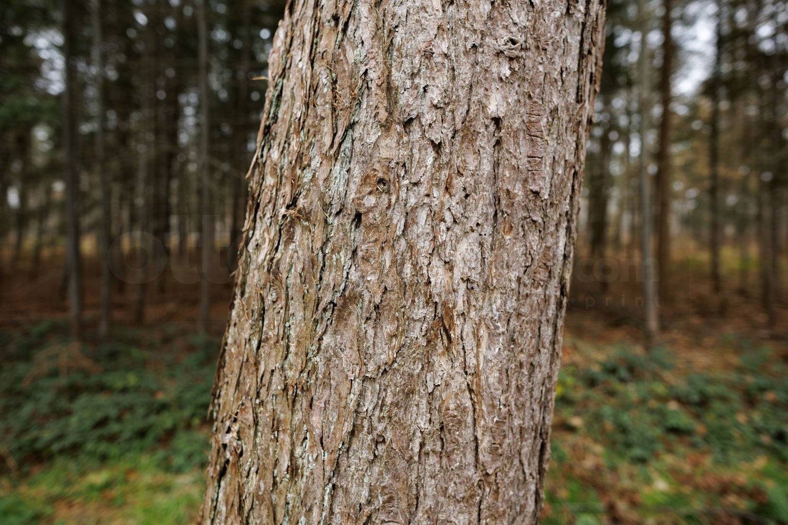 Boomstamtextuur in bos