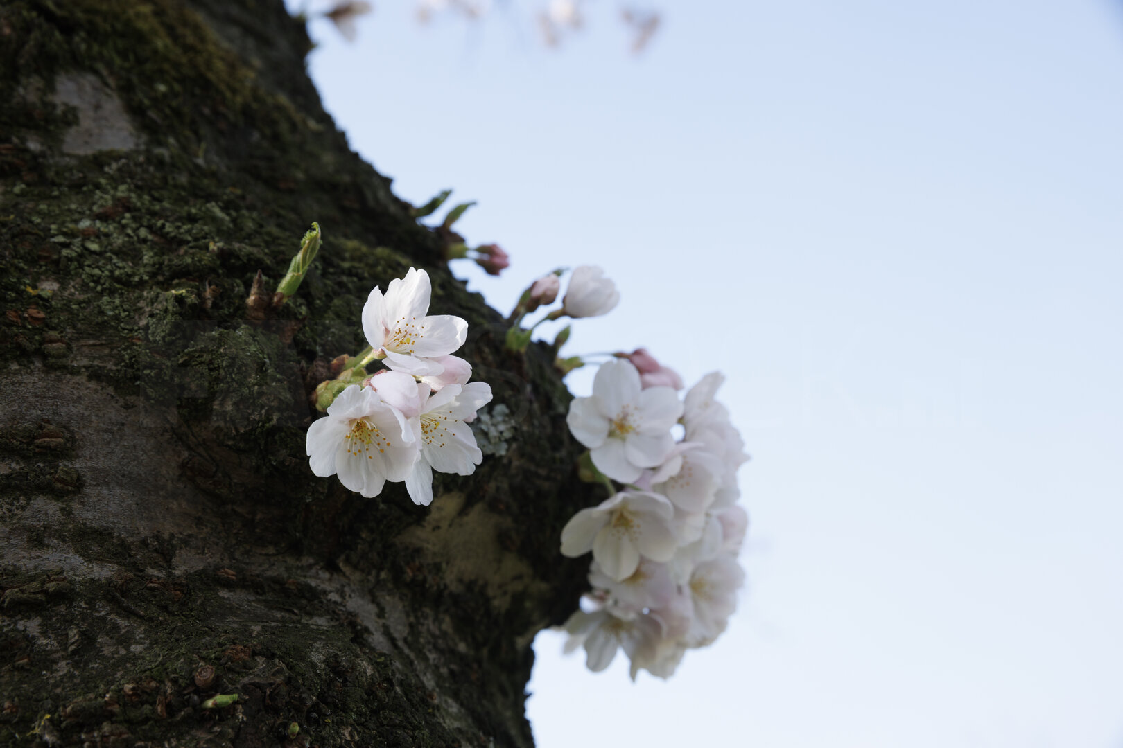 Kersenbloesem op boomstam in Noord-Brabant