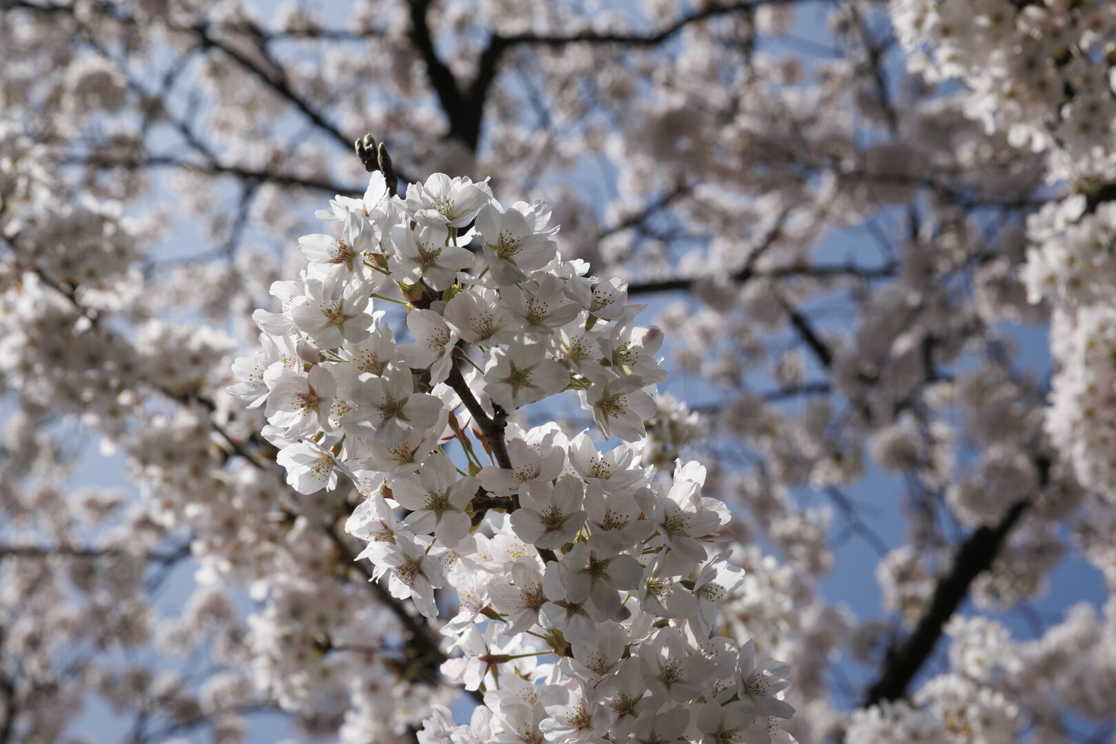 Bloeiende kersenbloesem in Zevenbergen