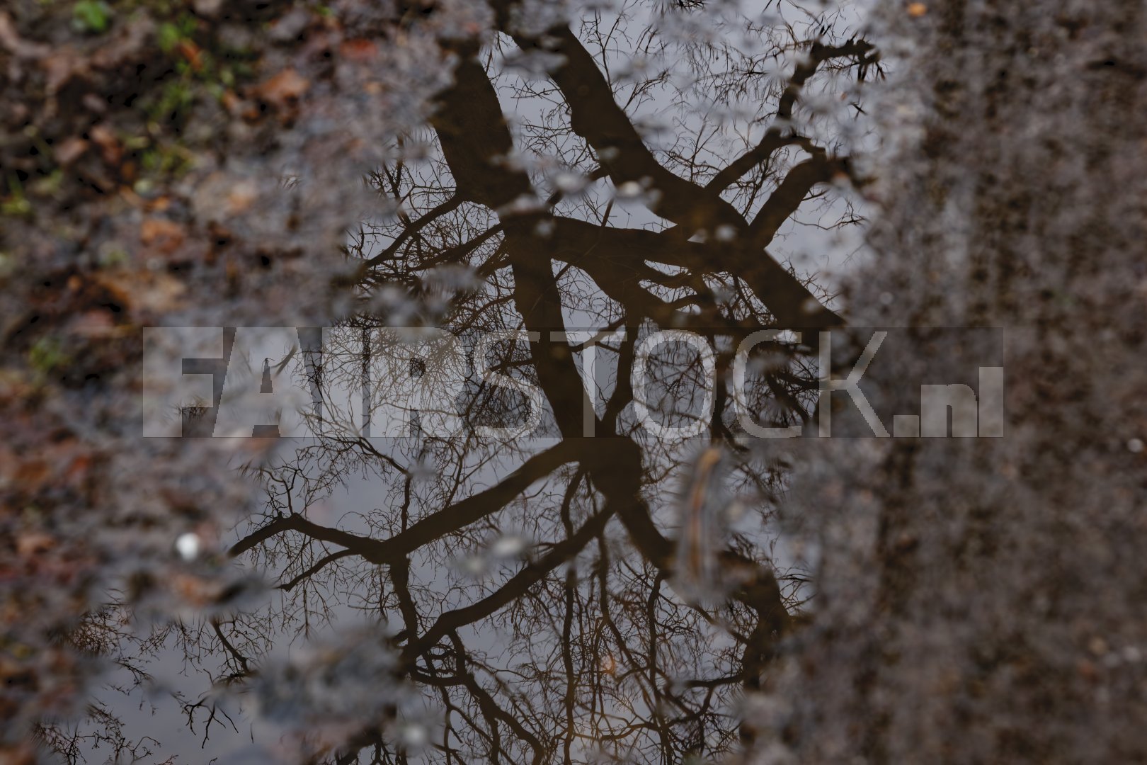 Reflectie van kale boomtakken in een plas