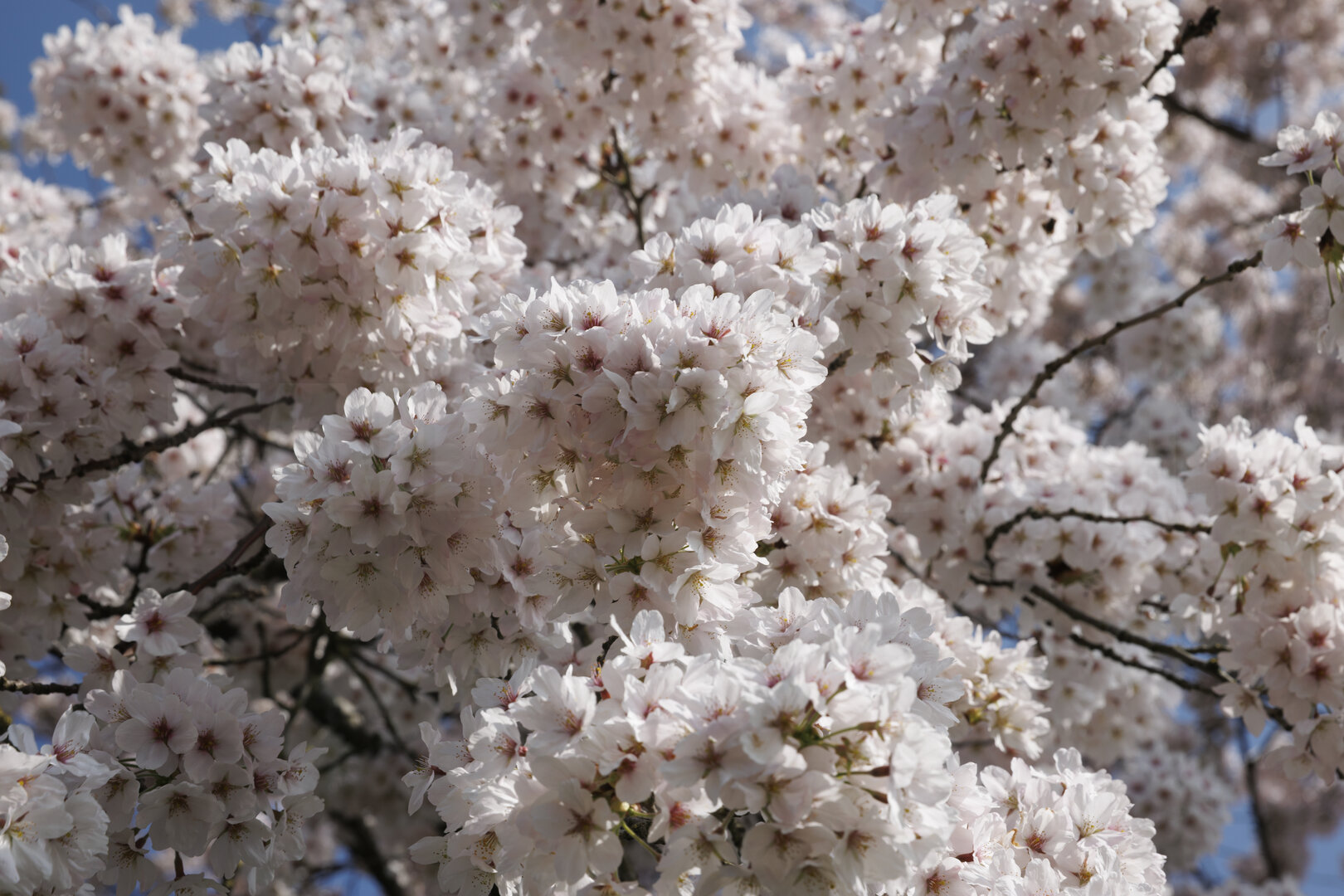 Bloeiende kersenbomen in de lente in Noord-Brabant