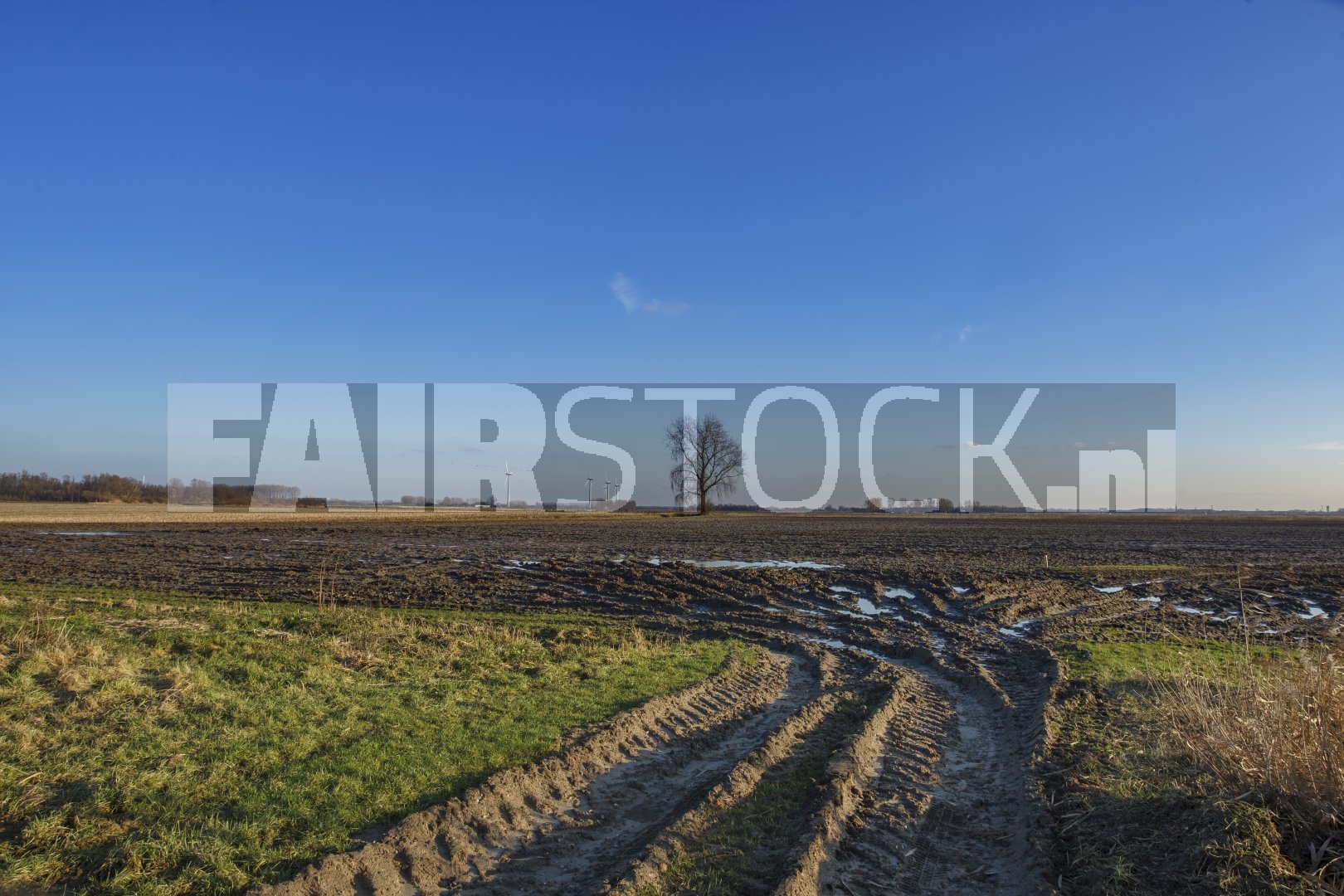 Prachtig landelijk landschap met een eenzame boom