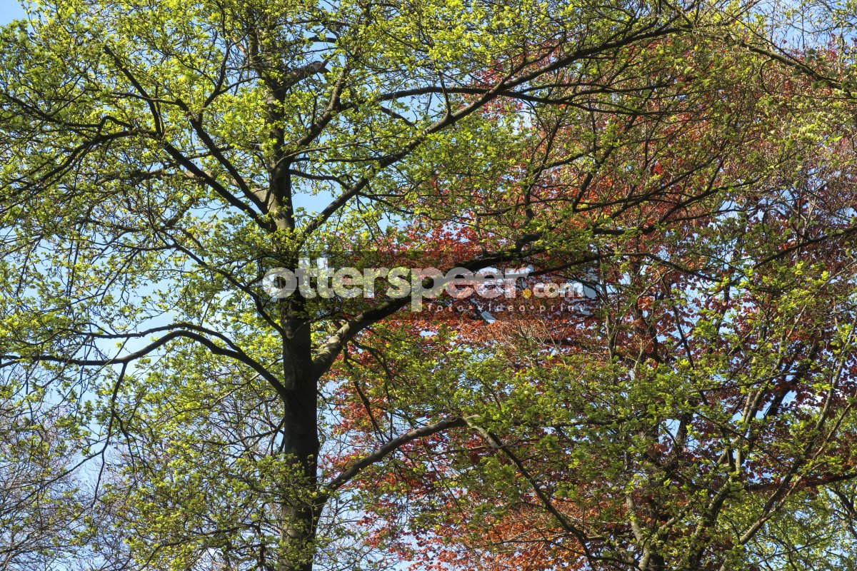 Vibrant spring foliage under a clear blue sky highlights the tra