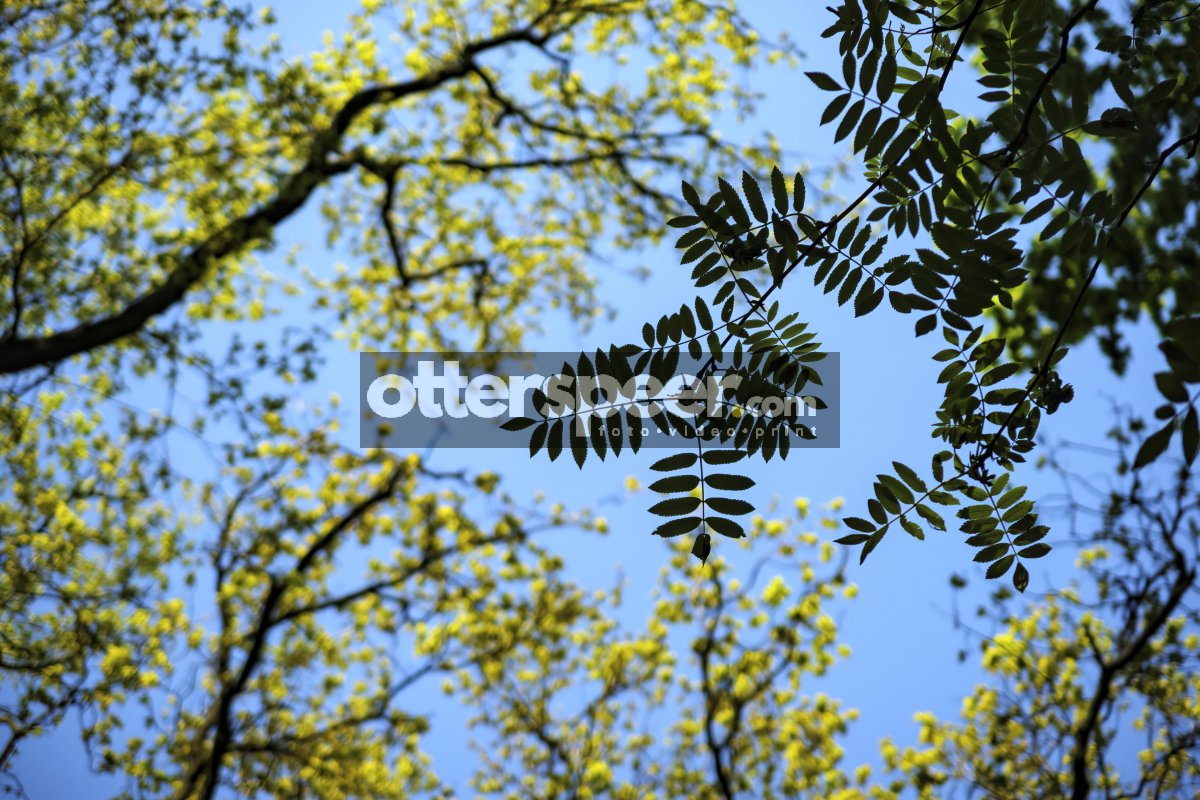 Bright green foliage contrasts against a clear blue sky in a ser