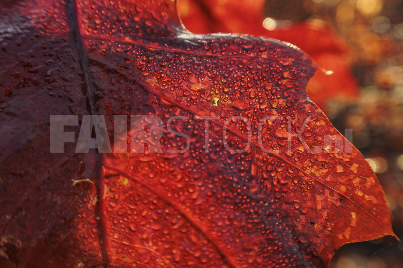 Herfstbladeren glinsterend in ochtenddauw