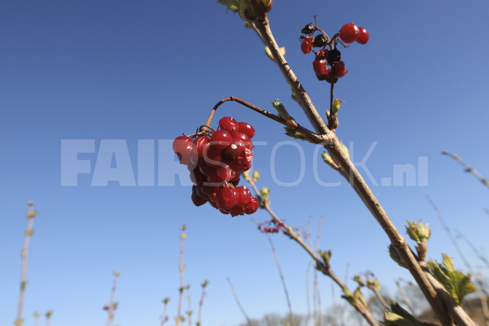 Bright red berries hang from a slender branch against a clear bl