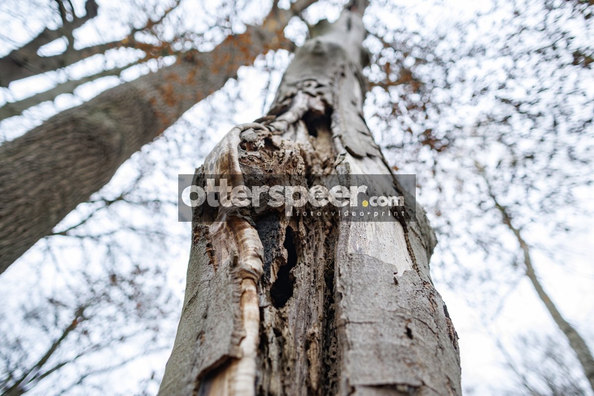 Verweerde boomstam met holtes gefotografeerd vanuit kikvorsperspectief in winterbos Breda
