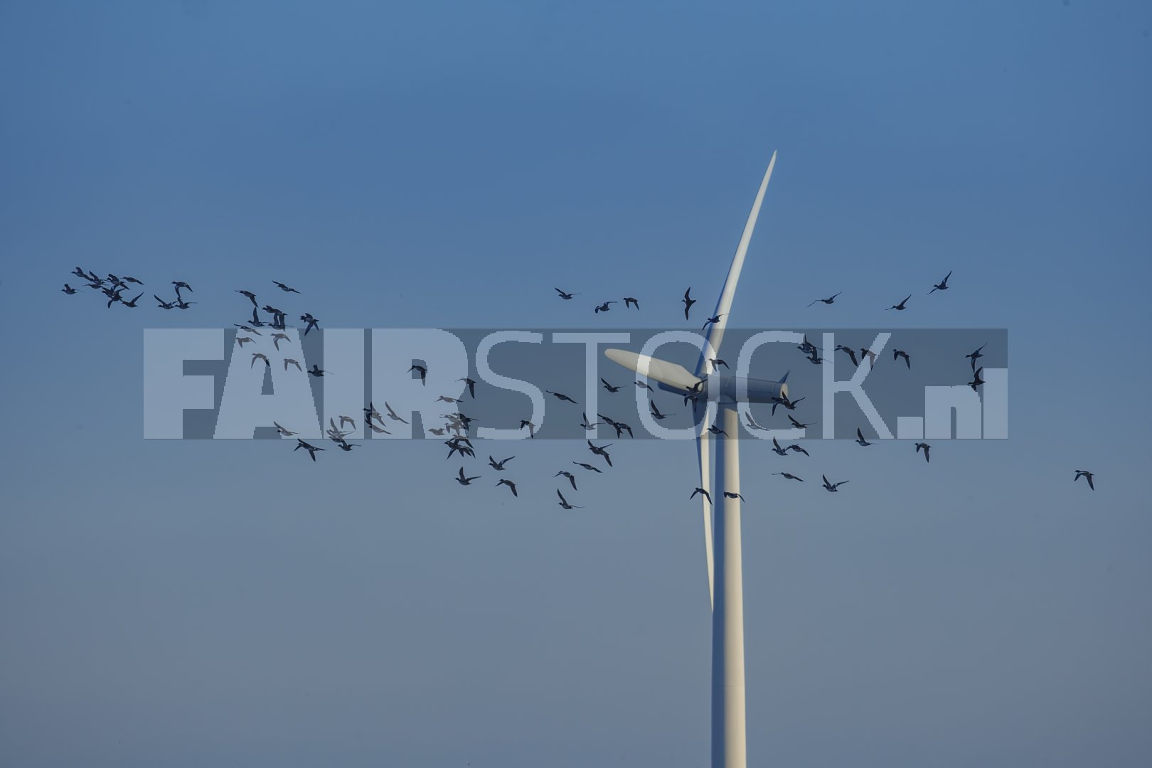 Vogelzwerm rond windturbine bij zonsopgang