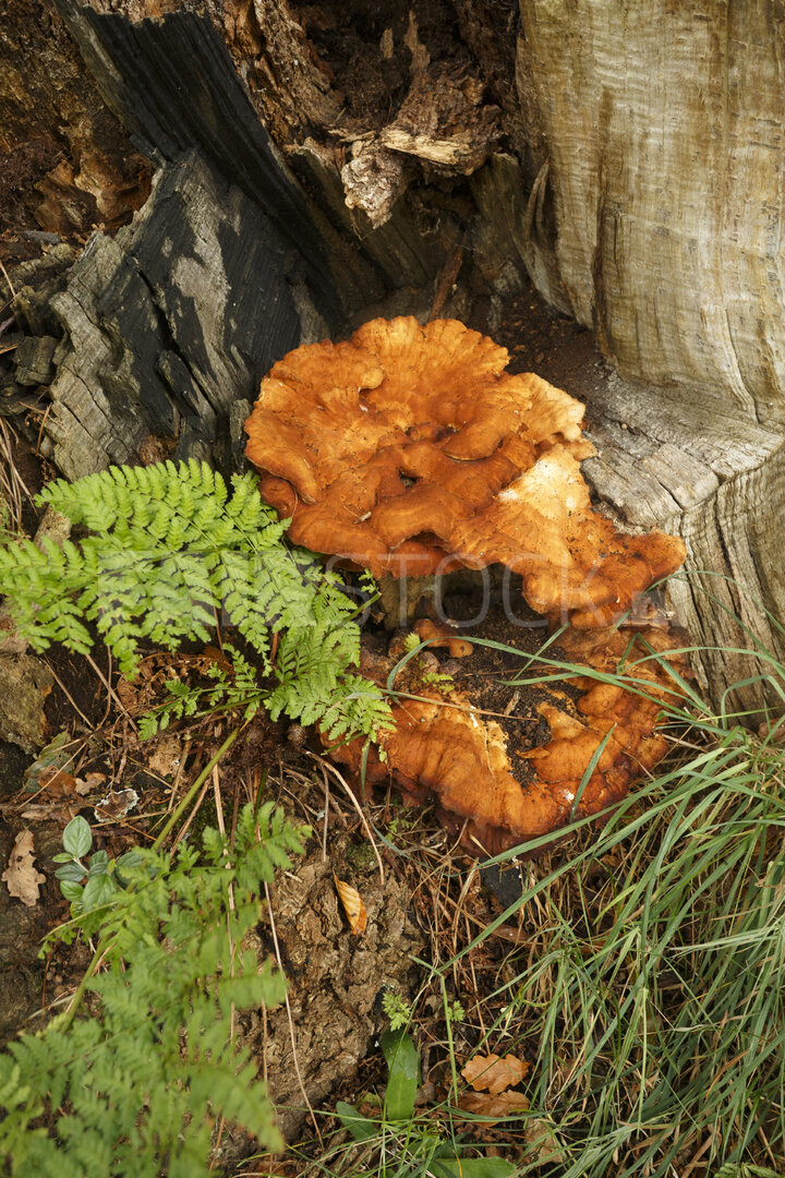 Oranje paddenstoel op rottend hout