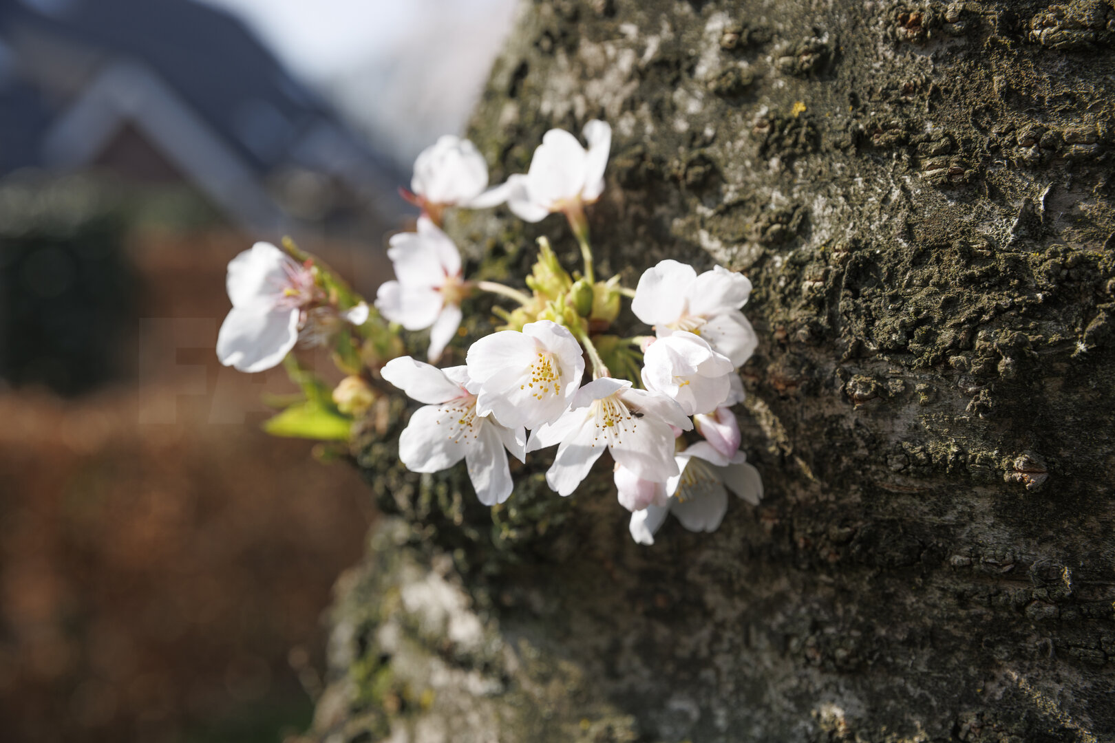 Witte kersenbloesem op boomstam