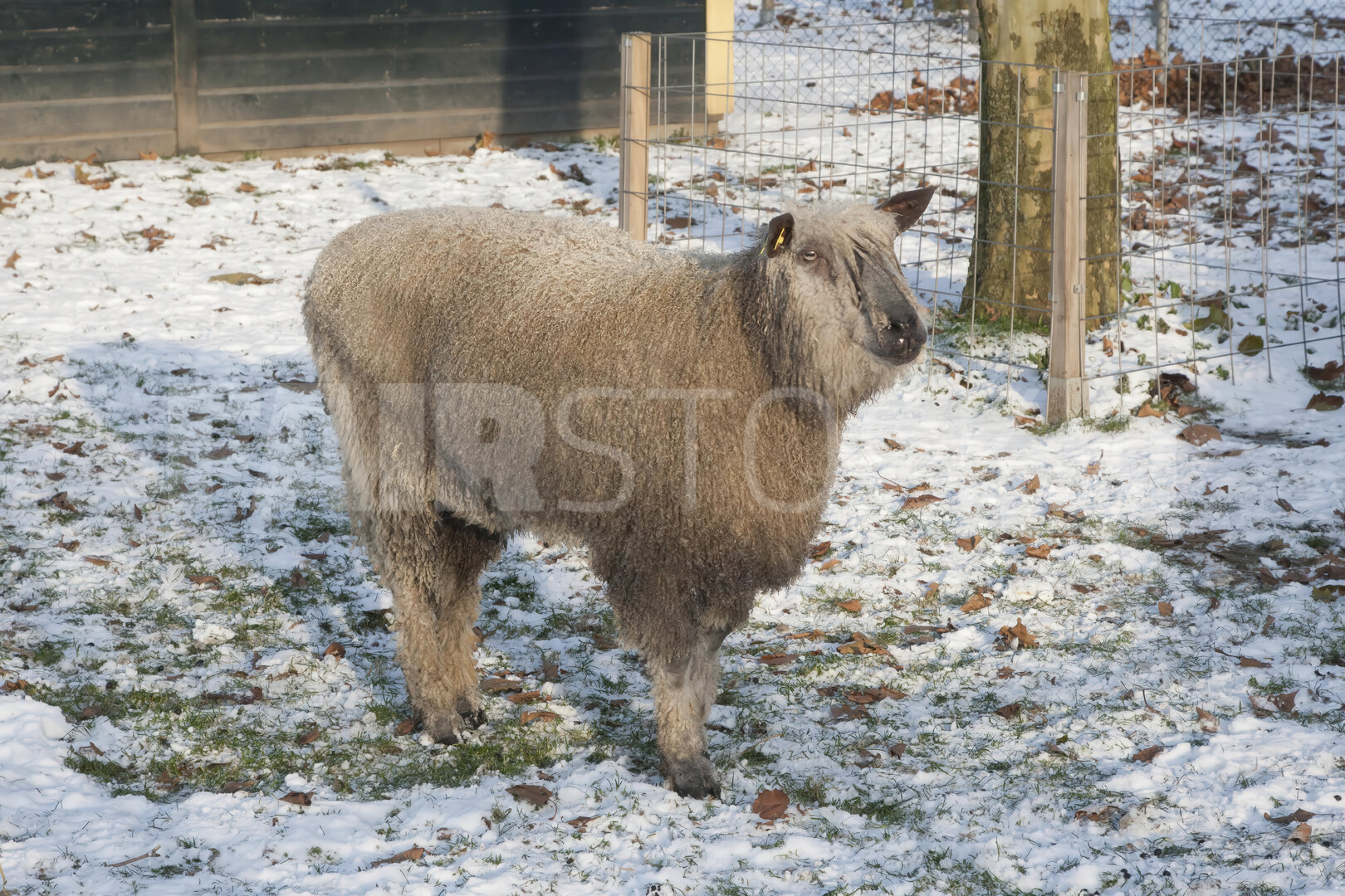 Donzig schaap in de sneeuw op kinderboerderij