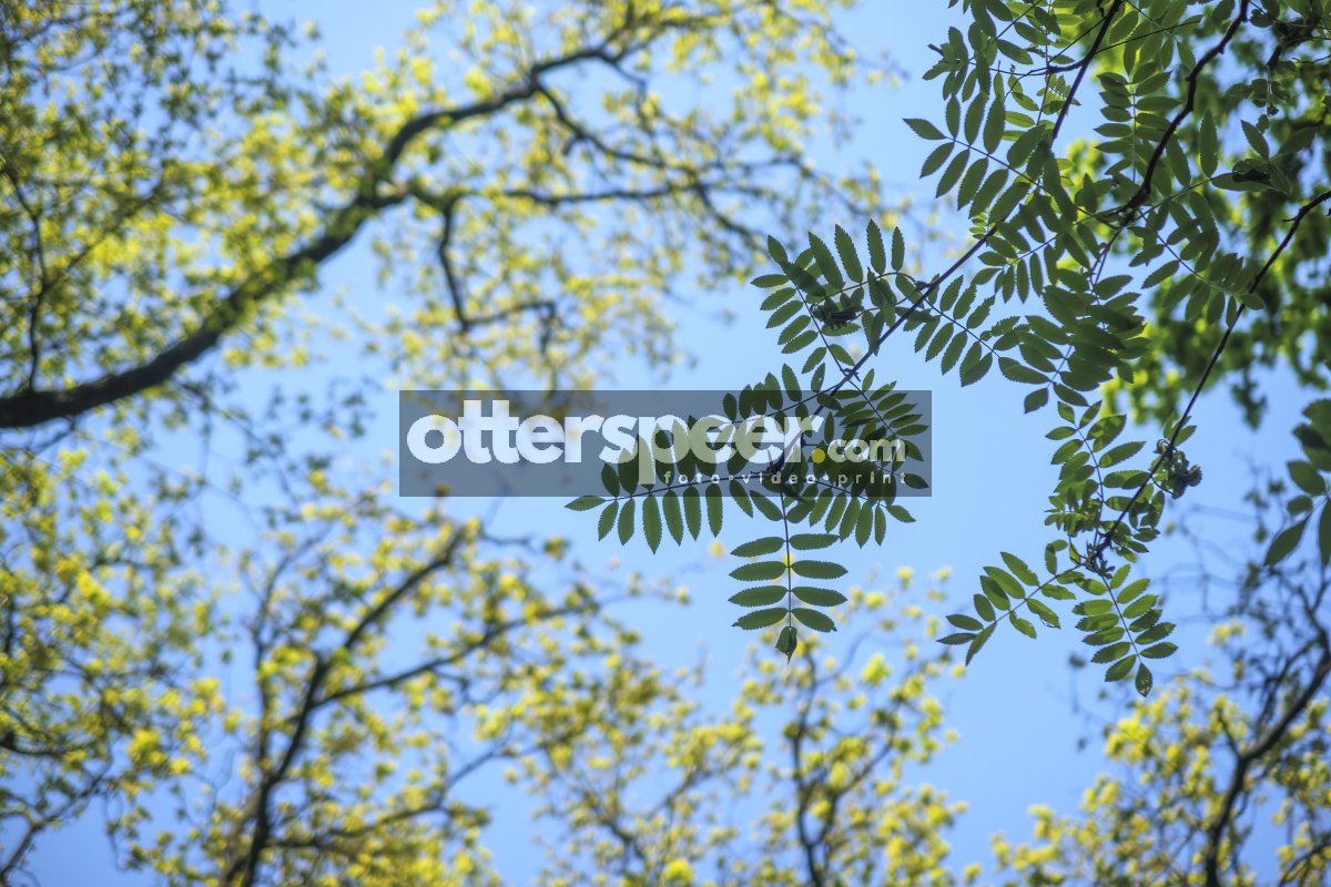 Lush green leaves stretch towards a clear blue sky in a vibrant
