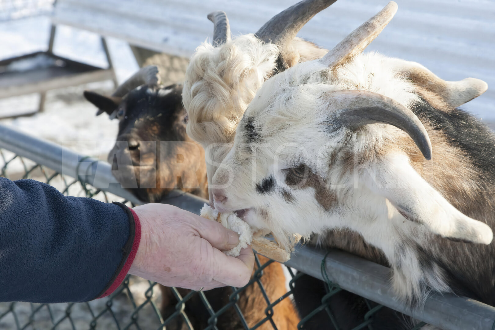 Geiten voeren op kinderboerderij in de winter