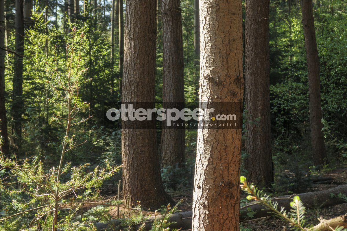 Dense forest area showcasing tall trees, vibrant foliage, and sc