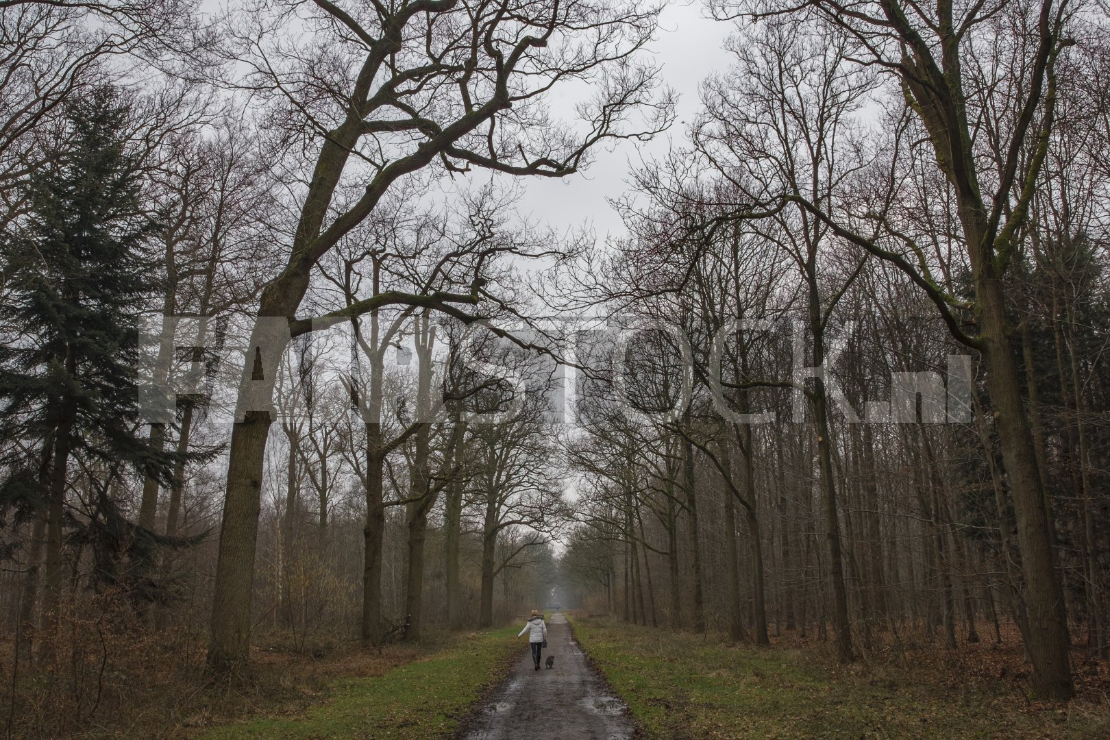 Persoon wandelt op modderig pad in desolaat bos