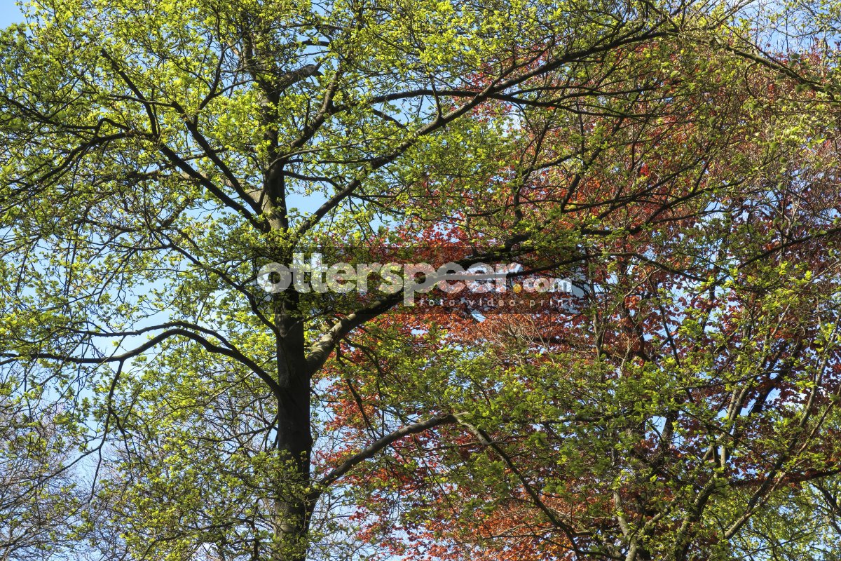 Trees display vibrant colors in a beautiful park during springti