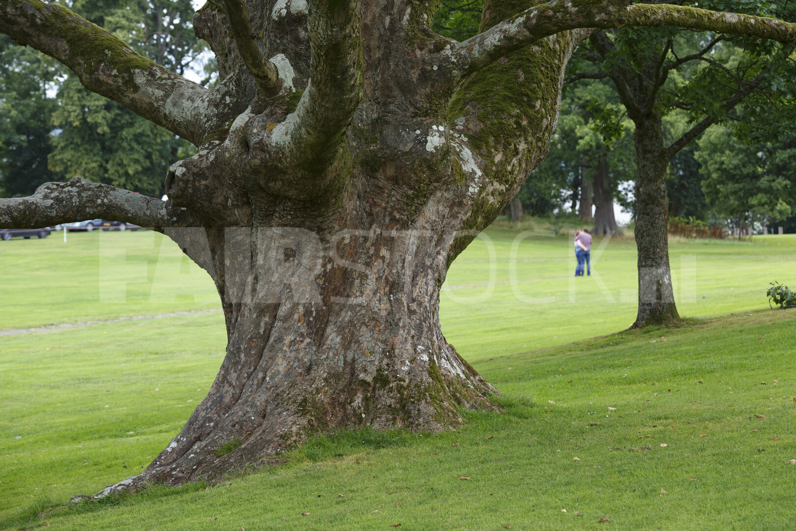Indrukwekkende oude boom in rustig park