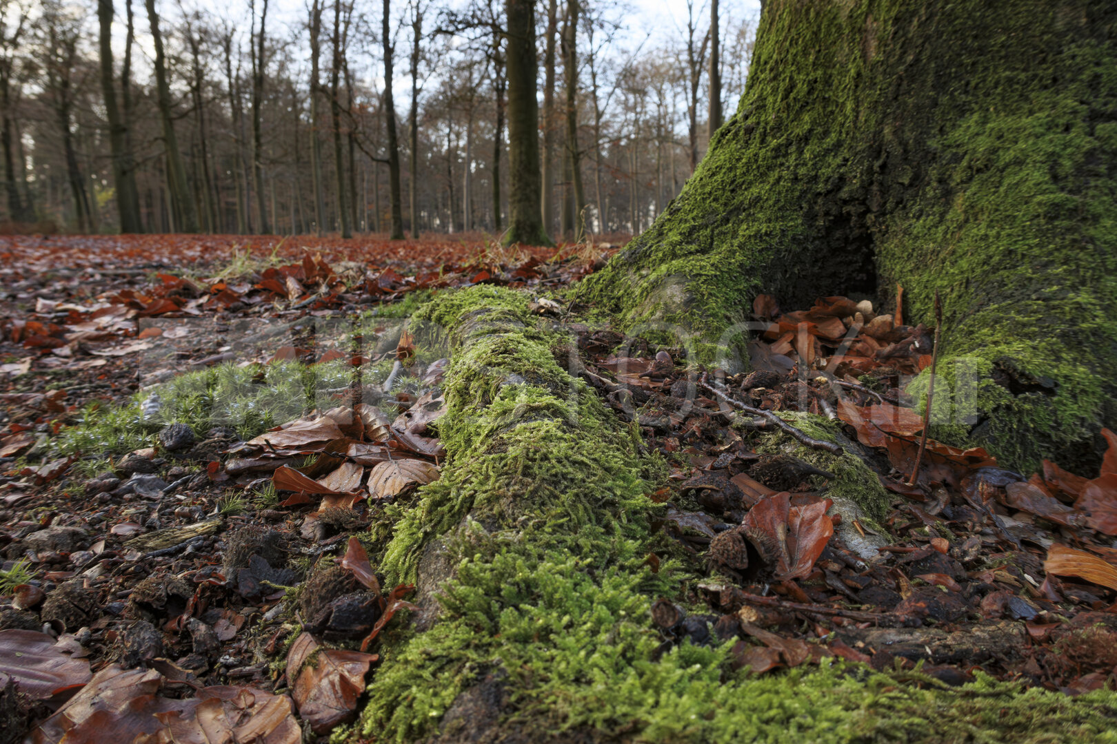 Herfst ontmoet winter in het stille bos