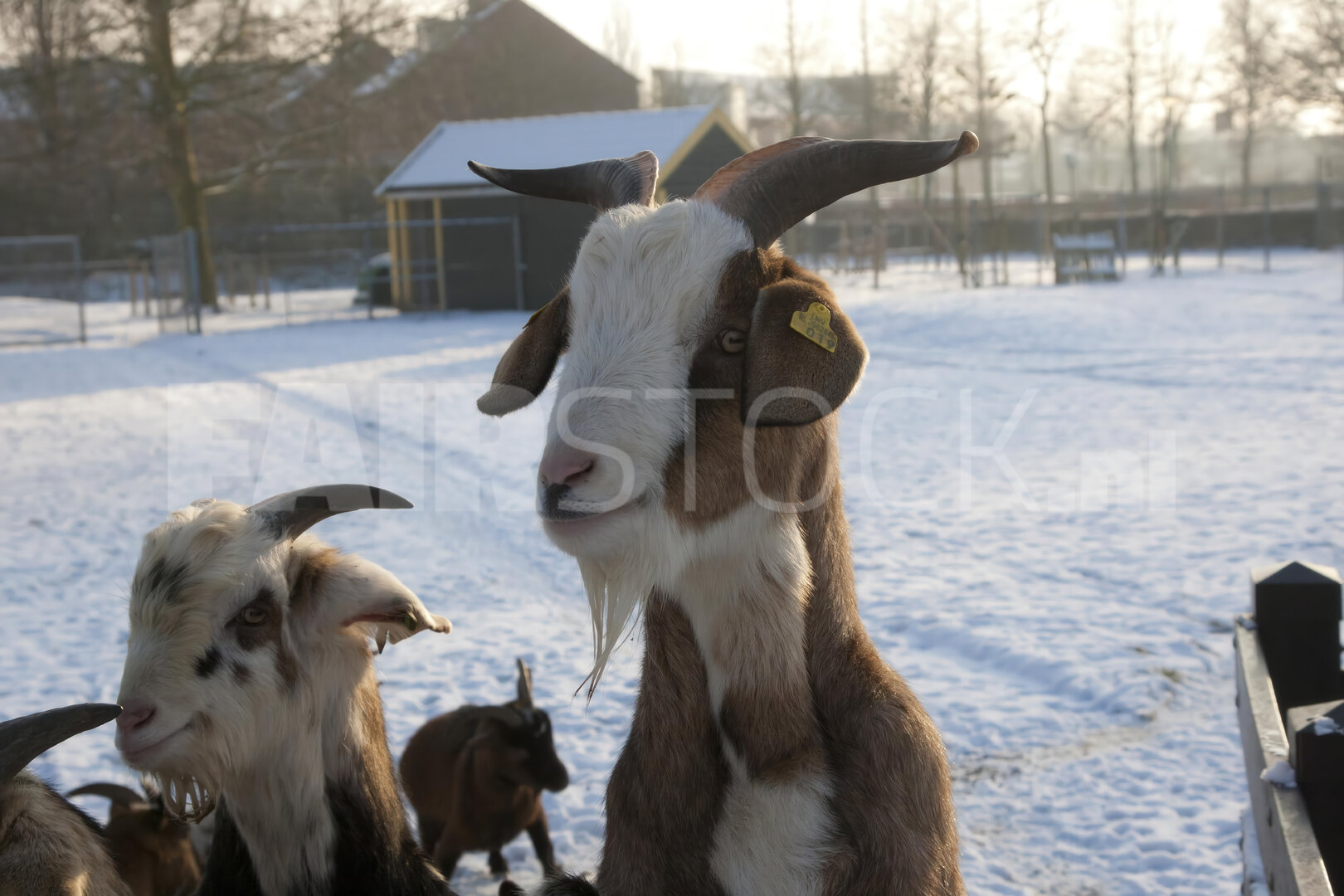 Geiten genieten van winterdag op kinderboerderij