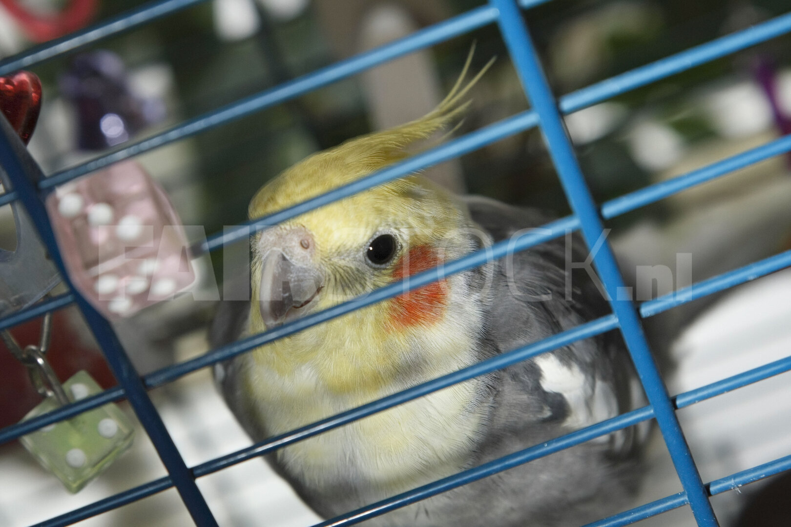 Nieuwsgierige valkparkiet in kooi