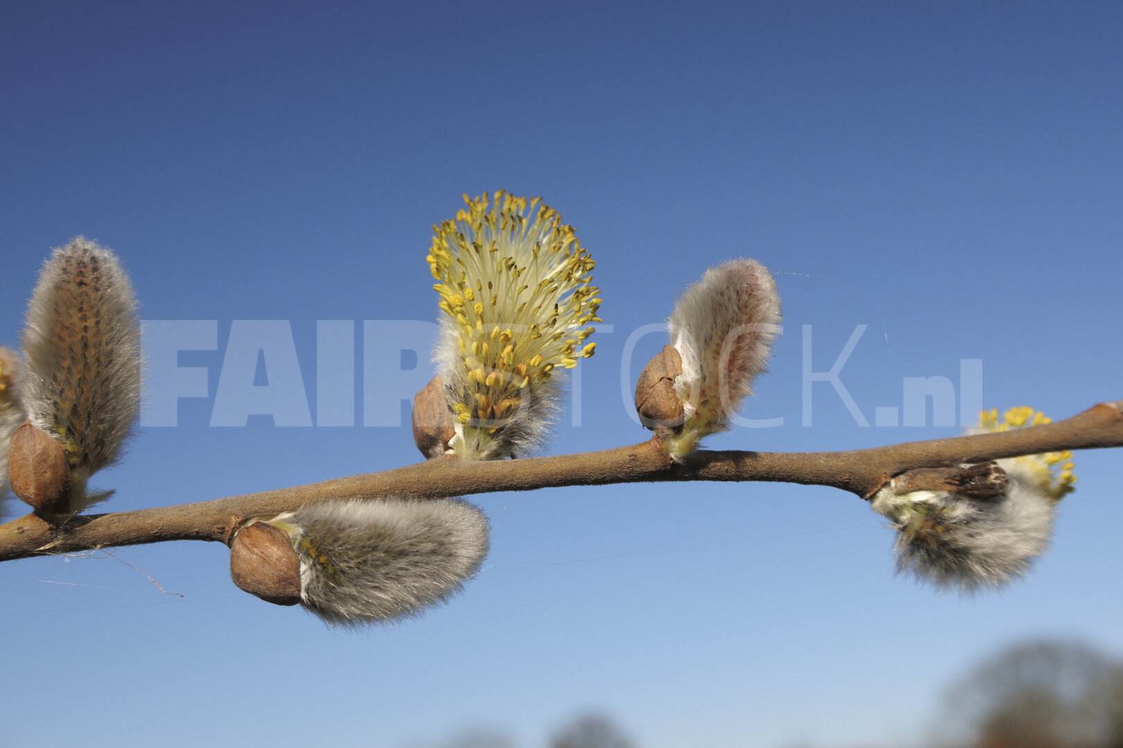 Springtime blossoms on willow branches under a clear blue sky at