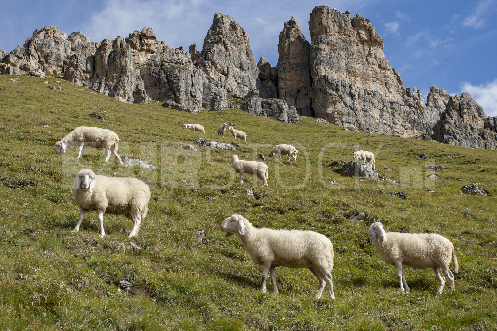 Schapen grazen in Alpenweide