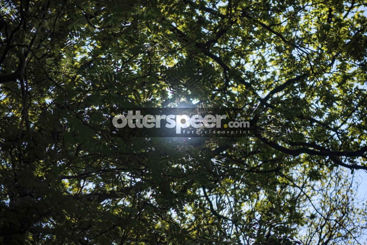 Sunlight filtering through lush green leaves in a tranquil fores