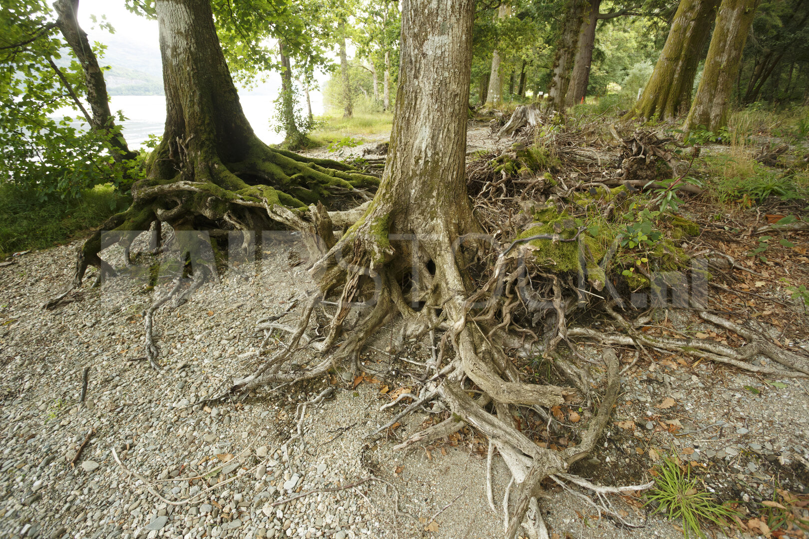 Boomwortels aan de rivieroever