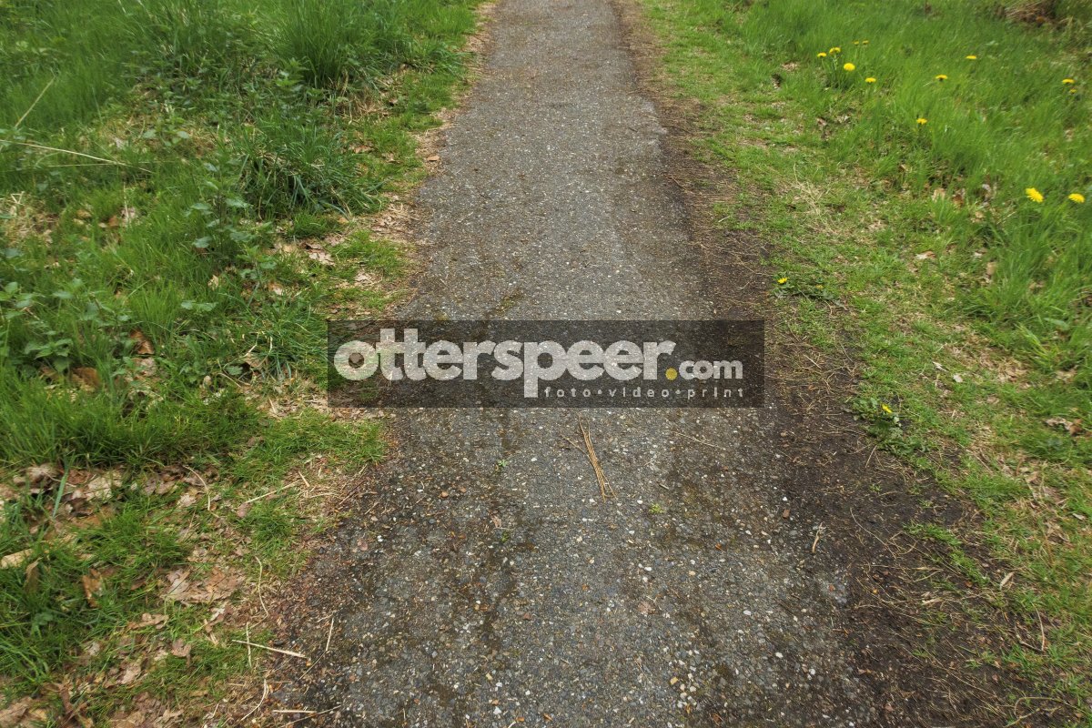 Path winding through lush greenery in a serene park on a cloudy