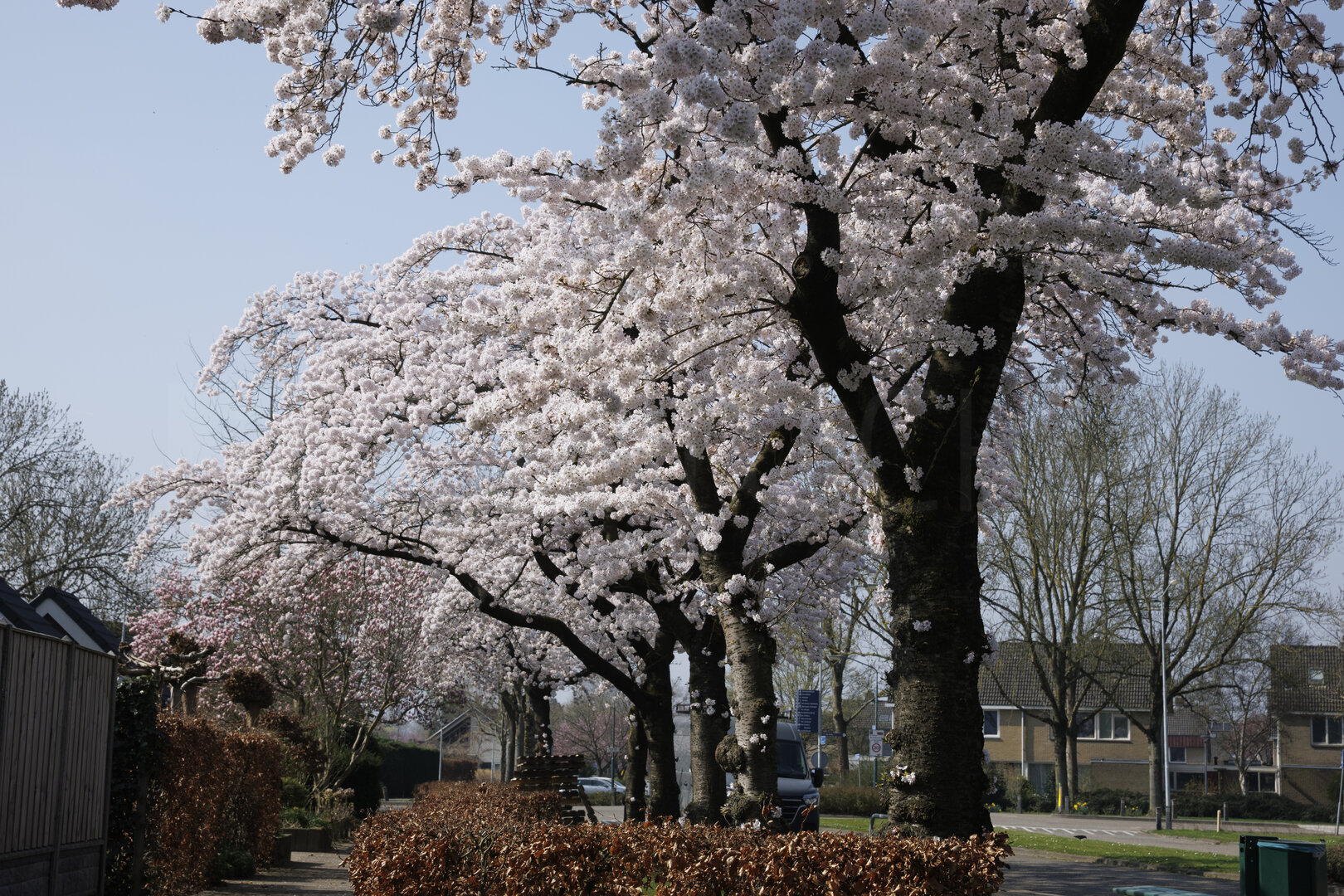 Bloeiende kersenbomen in Zevenbergen, Noord-Brabant