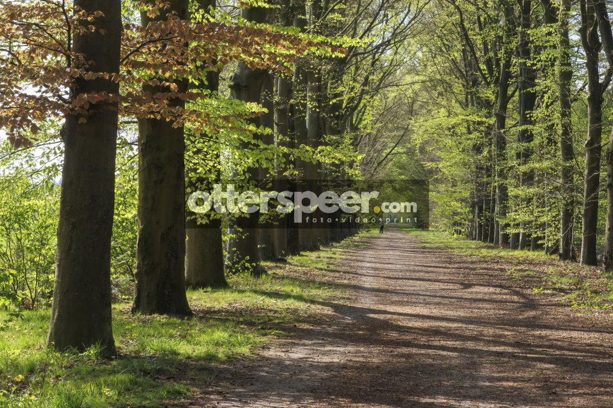 Lush tree-lined path during early spring with vibrant green foli
