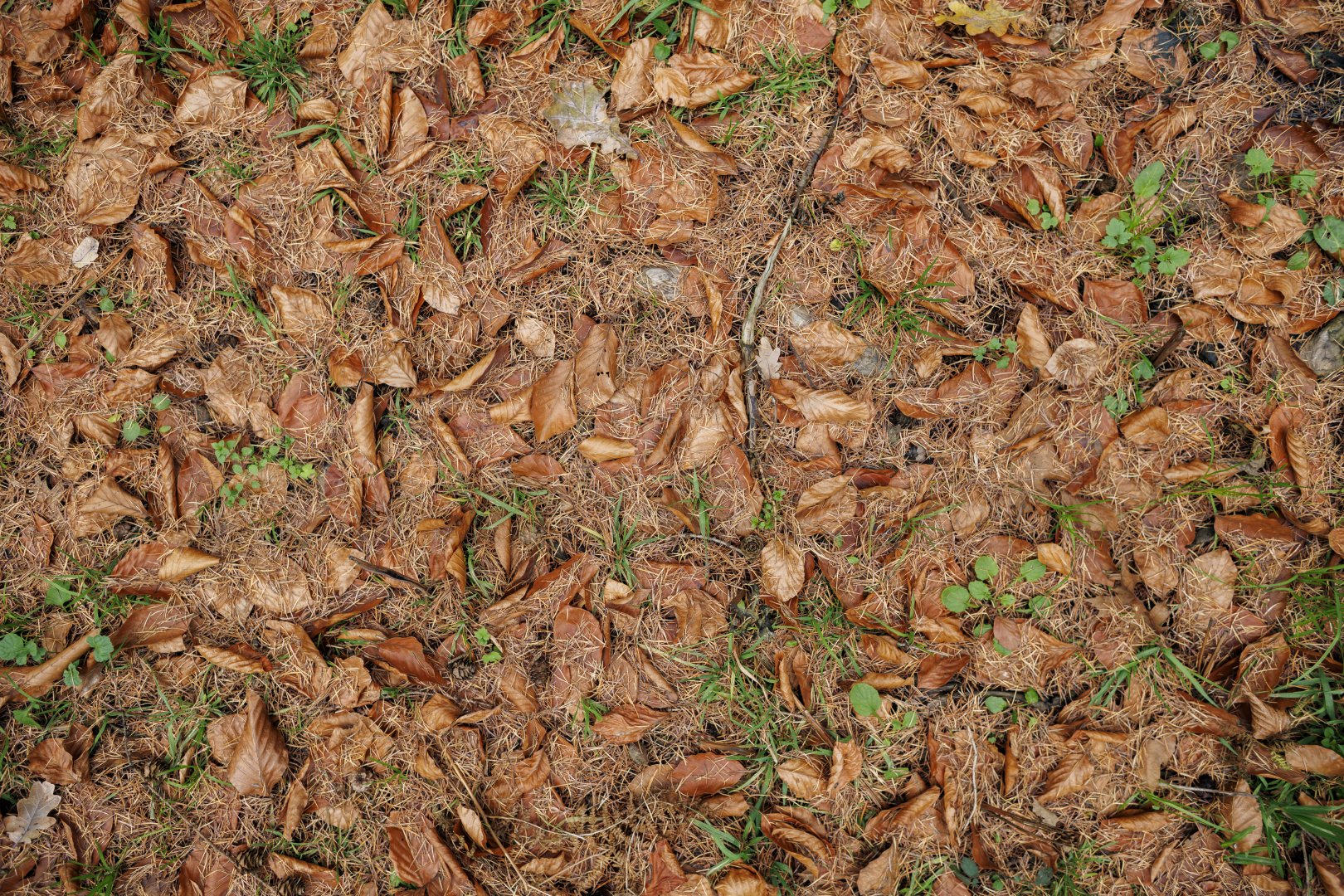 Gouden en bruine herfstbladeren op de bosgrond