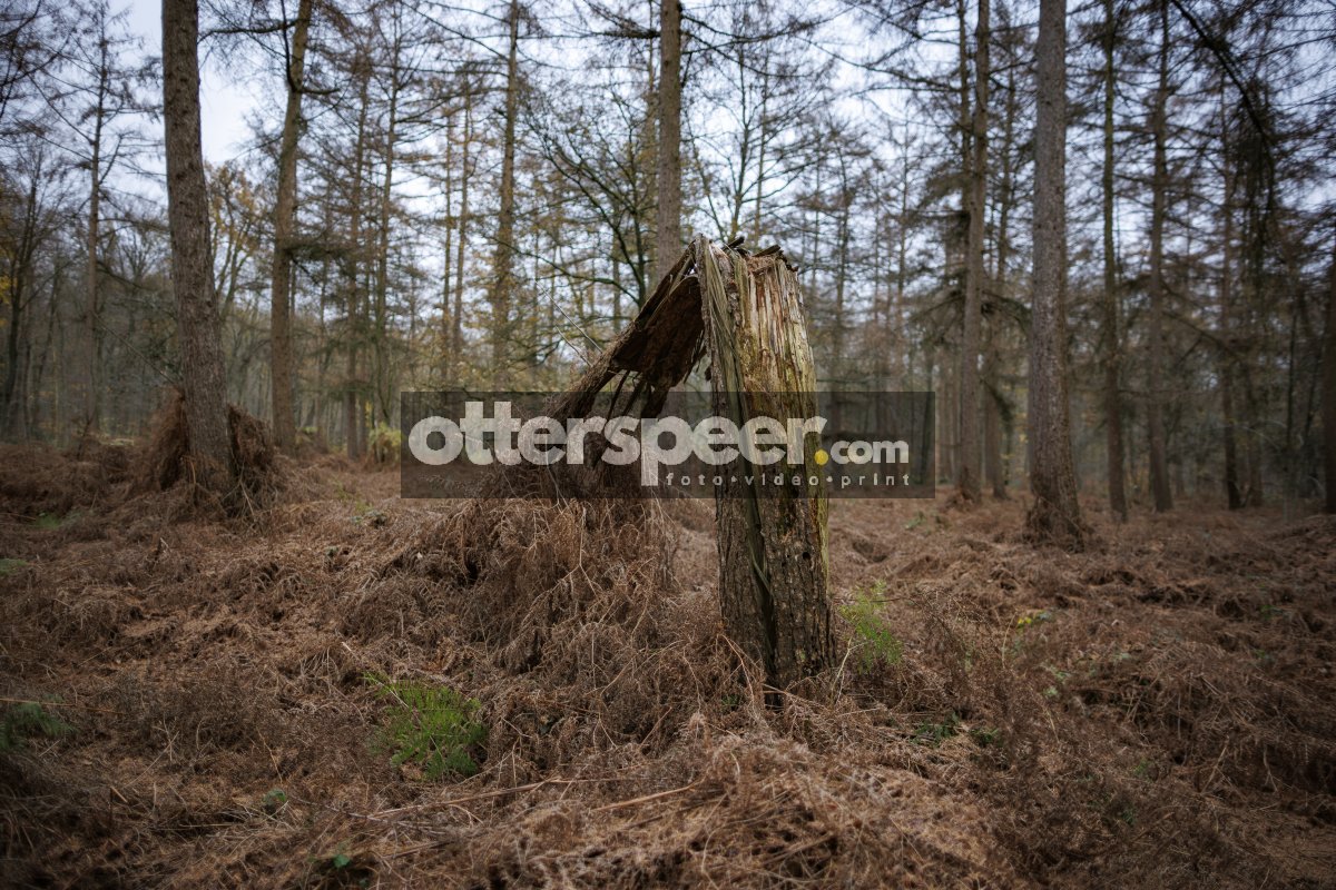 Boomstronk tussen varens in winters dennenbos bij Breda