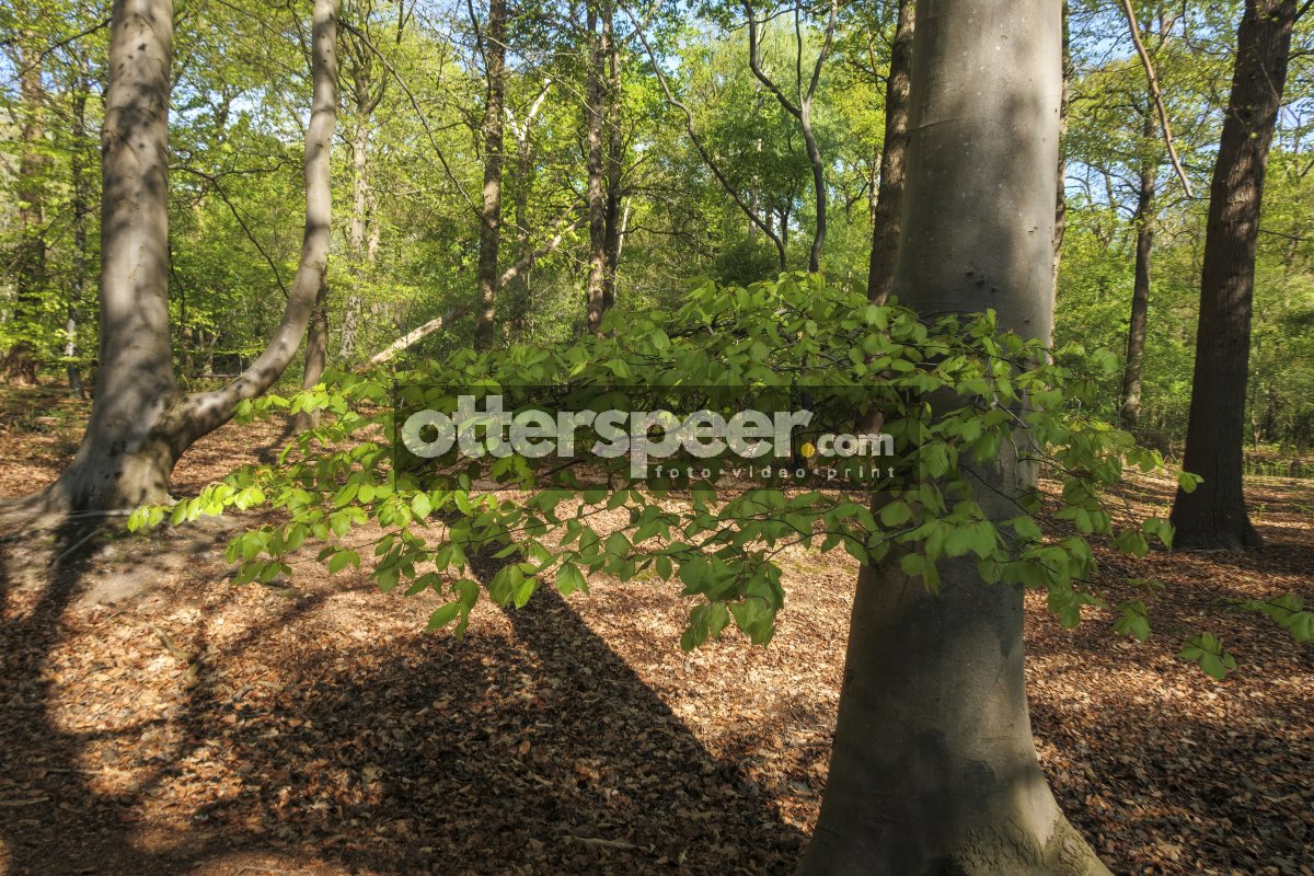 Exploring lush greenery and vibrant trees in a tranquil forest d