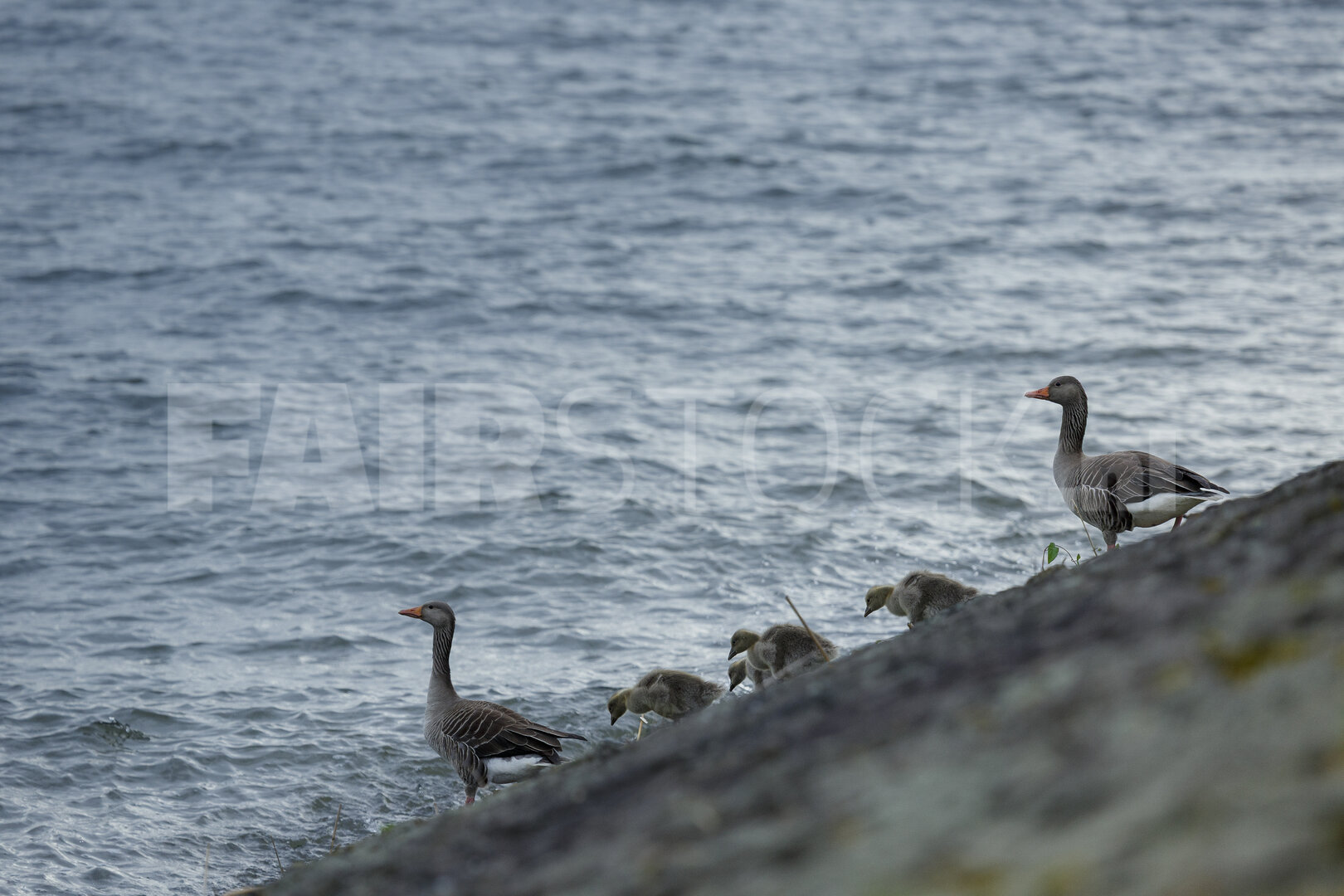 Ganzen met kuikens aan de oever